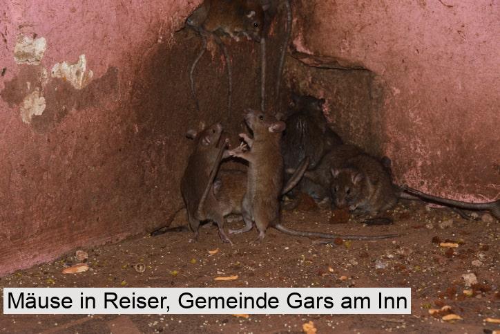 Mäuse in Reiser, Gemeinde Gars am Inn